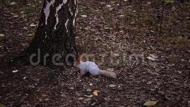 松鼠在桦树附近的地上吃坚果。 高清，<strong>1920</strong>x1080，慢动作